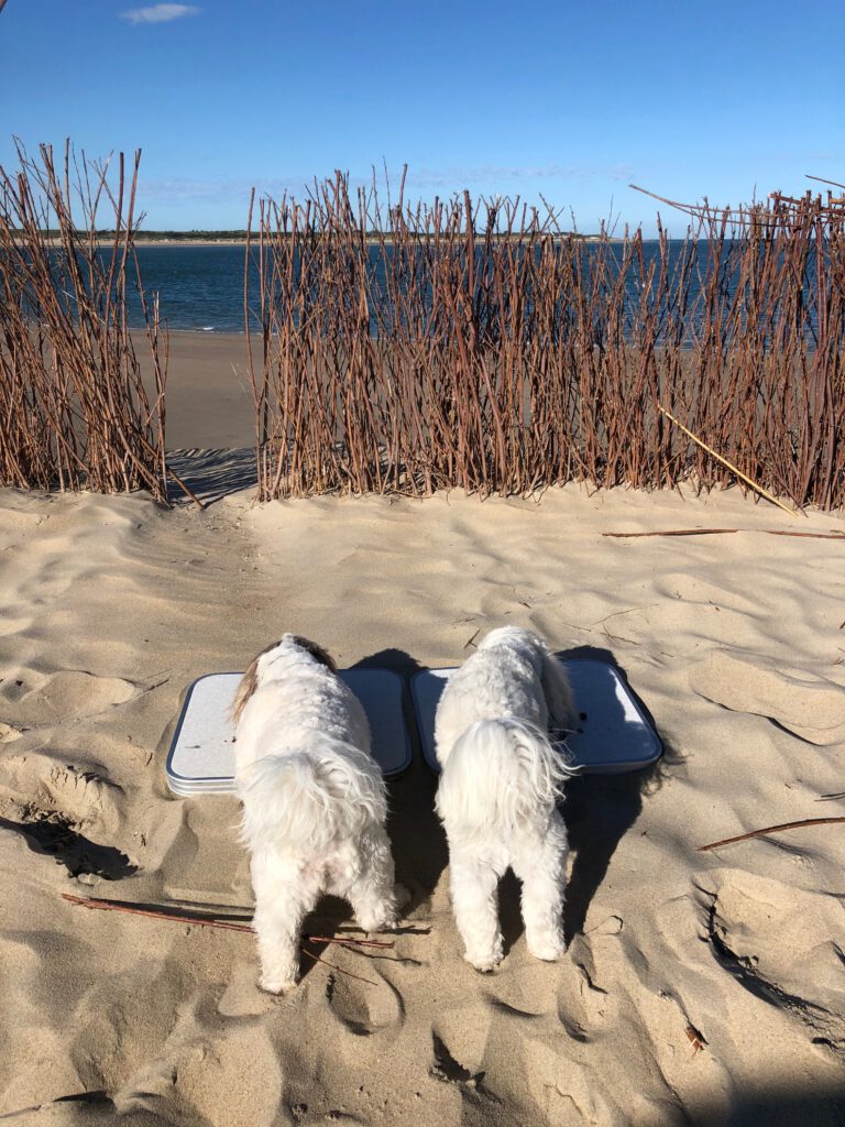 Hundemenü am Strand