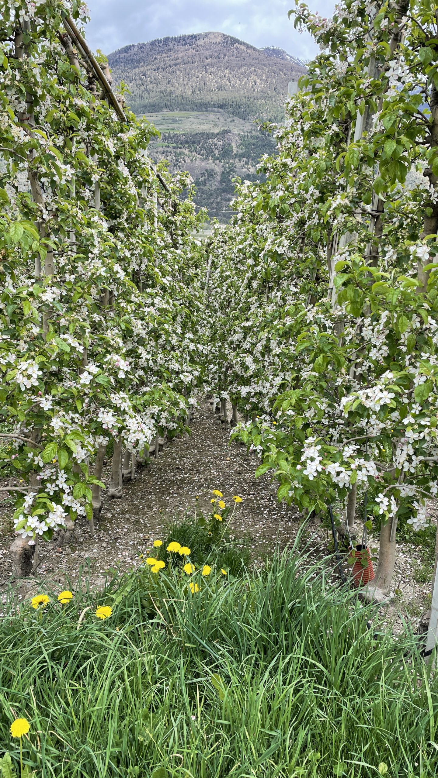 Read more about the article APFELBLÜTE IN SÜDTIROL