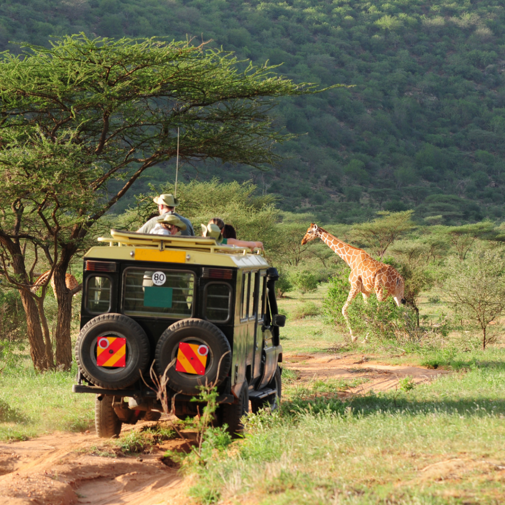 Safari-Tour